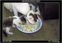 catSDIM8591 copy.jpg